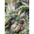 Sweet Seeds San Fernando Lemon Kush 5 Seed