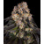 Barney's Farm Girl Scout Cookies