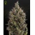Green House Seed Co. Big Bang Auto 10 seeds