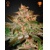 Green House Seed Co. Pure Kush