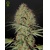 Green House Seed Co. Super Bud Auto 