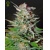 Green House Seed Co. Super Lemon Haze Auto