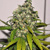 Nirvana AK48 Auto 5 seeds