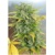 Serious Seeds Auto AK-47