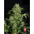 Serious Seeds Chronic Regular 11 seeds