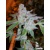 The Cali Connection Tahoe OG Kush 6 seeds