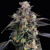 Barney's Farm Super Boof 3 pcs