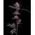 Barney's Farm Cherry Poppers 3 pcs