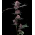 Barneys Farm Cherry Poppers 10 pcs