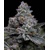 Barney's Farm Apple Fritter  10 pcs
