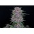 FastBuds Banana Purple Punch 5 pcs