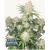 FastBuds Frostbanger Auto 5 pcs