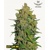 FastBuds Lemon AK 5 pcs
