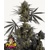 FastBuds Pound Cake Auto 10 pcs