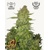 Fastbuds Papaya Cookies 10 pcs