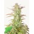 Fastbuds Z-Up 5 pcs