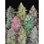 Fastbuds Mix Pack Auto 25 pcs