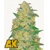 Fastbuds Original AK 3 pcs
