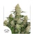 Dutch Passion Seed Company Auto Critical Orange Punch 3 pcs