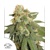 Dutch Passion Seed Company Auto Orange Bud 3 pcs