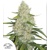 Dutch Passion Seed Company Auto Think Big 3 pcs