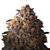 Growers Choice Bruce Banner 3 pcs