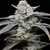 Barney's Farm Lemon Cherry Gelato 3 ks