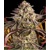 Barney's Farm Blue Sunset Sherbert 3 pcs