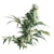 Sensi Seeds Mexican Sativa 10 db