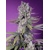 Sweet Seeds Papaya Zoap F1 Fast Version 3 pcs