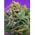 Sweet Seeds Sweet Cheese F1 Fast Version 5 pcs