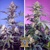 Sweet Seeds Sweet Monster Mix 4 db