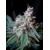 Sweet Seeds Cream Caramel  F1 Fast version 1 pcs