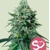 Royal Queen Seeds Forbidden Fruit 3 ks