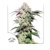 Dutch Passion Seed Company Skywalker Haze 3 pcs