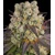 Barney's Farm Purple Punch x Lemon Drizzle 3 pcs