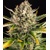 Barney's Farm Strawberry Cheescake Auto 10 pcs