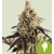 Royal Queen Seeds Cookies Gelato auto 5 ks