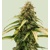 Royal Queen Seeds Epsilon F1 5 pcs