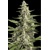 Paradise Seeds Pandora Auto 5 ks