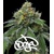 Barney's Farm RS11 + Banana OG 5 +5 pcs