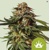 Royal Queen Seeds Special Queen 1 Auto 10pcs 