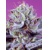 Sweet Seeds Diablos Delight XL Auto 5 pcs