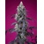 Sweet Seeds Tropicana Cherry XL Auto 5 pcs