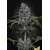 Paradise Seeds Sweetopia 5 ks