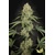 Paradise Seeds Tropical Fruit Cake 3 ks