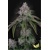 Paradise Seeds Velvet Mist 3 ks