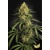 Paradise Seeds Zesty Bliss 3 pcs