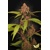 Paradise Seeds Banana Purple Auto 3 pcs