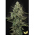 Paradise Seeds Mendo Creme 3 Seeds